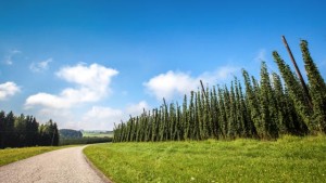 Deutscher Hopfen weltweit gefragt